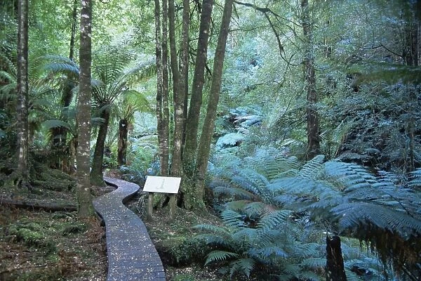 Wielangta Forest Walk, Tasmania, Australia, Pacific