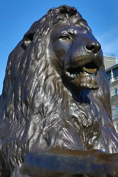 Statue of lion beneath Nelsons Column in Trafalgar Square, London, England