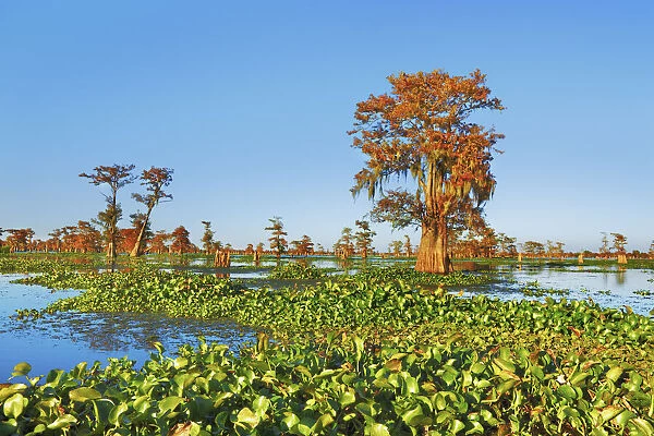 Bald cypress and water hyacinths - USA, Louisiana, St. Martin, Henderson Lake