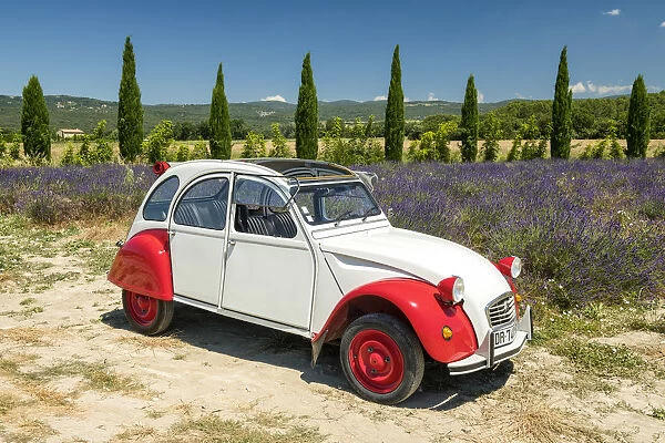 Classic Citroen 2CV by Field of Lavender, Provence, France