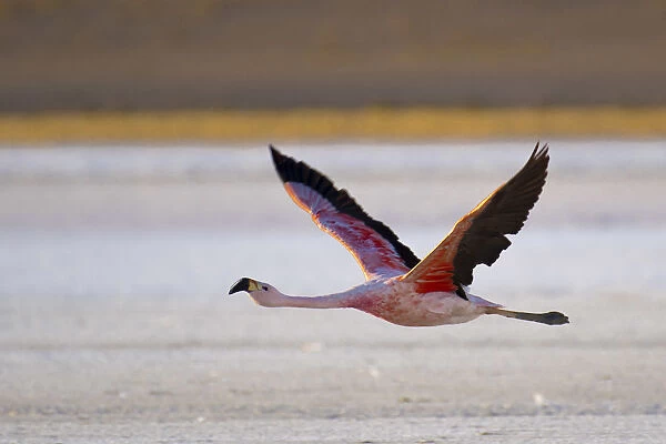 South America, Andes, Altiplano, Bolivia, Flamingo on Laguna Hedionda (Stinky Lagoon)