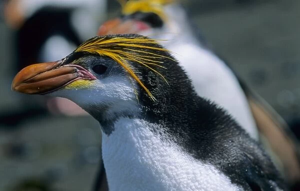 Adult Royal Penguin (Eudyptes Schlegeli). Sandy Bay, Macquarie Island, Subantarctic Australia