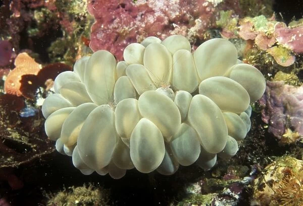 Bubble coral with Periclimenes shrimp (Plerogyra sinuosa). Indo Pacific