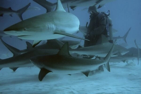Diver feeding caribbean reef sharks (Carcharhinus perezi). Freeport, Bahamas (Caribbean) (rr)