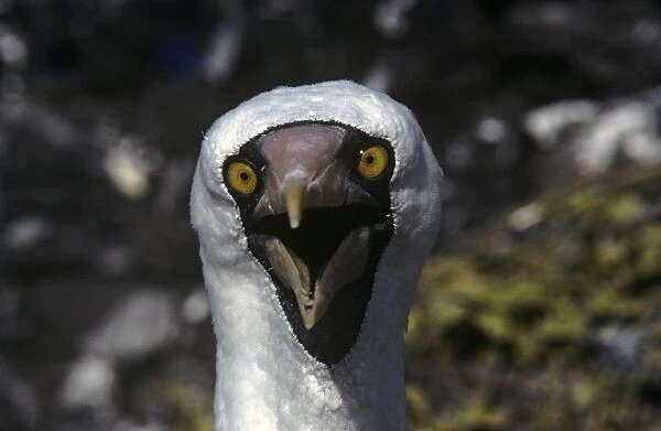 Head of nazca (white) booby head on, panting. (Sula granti). Punta Suarez, Espa ola Island, Galapagos