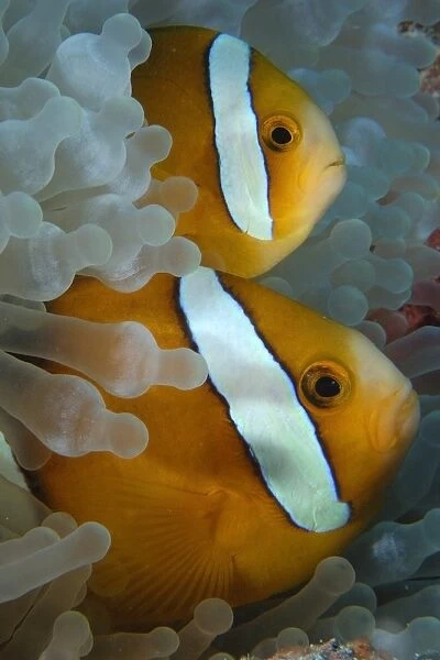 Pair of endemic three-banded anemonefish, Amphiprion tricinctus, and bulb anemone, Entacmaea quadricolor, Namu atoll, Marshall Islands (N. Pacific) (RR)