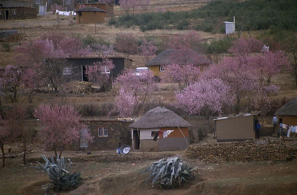 20075200. LESOTHO Architecture Village homes surrounded by trees in blossom