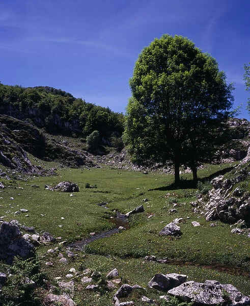 SPAIN, Asturias, Picos de Europa Ash tree (Fraxinus excelsior