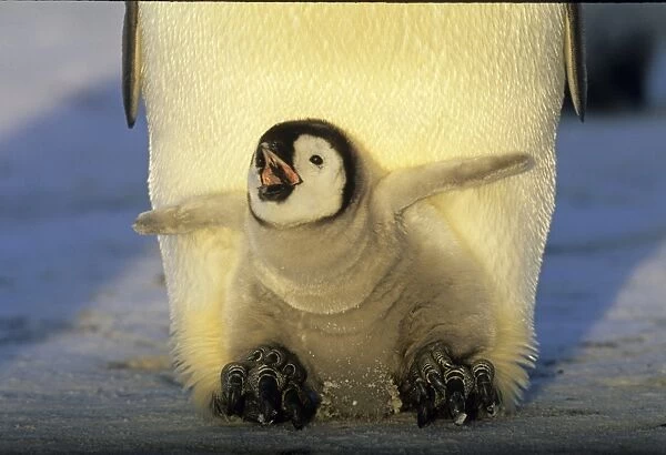 Emperor Penguin Aptenodytes forsteri chick on parents feet begging for food Weddell