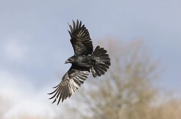 Raven Corvus corax Mid Wales March