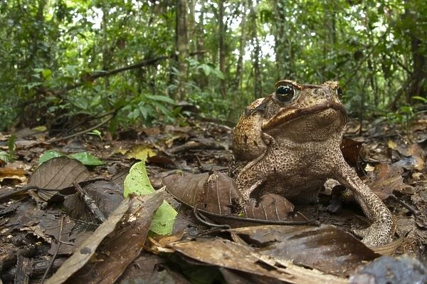 Cane Toad (Rhinella marinus) adult female, sitting on leaf litter in forest habitat, Los Amigos Biological Station, Madre de Dios, Amazonia, Peru