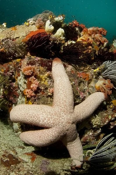 Catalas Starfish (Thromidia catalai) adult, Rinca Island, Komodo N. P. Lesser Sunda Islands, Indonesia, July