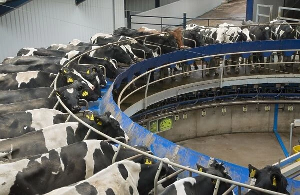 Dairy farming, Holstein dairy cows being milked in Alpha Laval 50 point rotary parlour, Lancashire, England, April