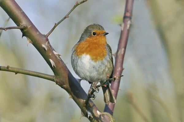 European Robin (Erithacus rubecula) adult, perched on rose bush in garden, West Sussex, England, january