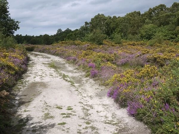 Heathland habitat with heather and gorse flowering beside track, Marsham Heath, Norfolk, England, august