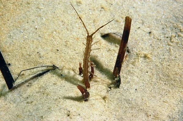 Isopod (Idotea linearis) adult, amongst eelgrass on sandy seabed, Studland Bay, Isle of Purbeck, Dorset, England