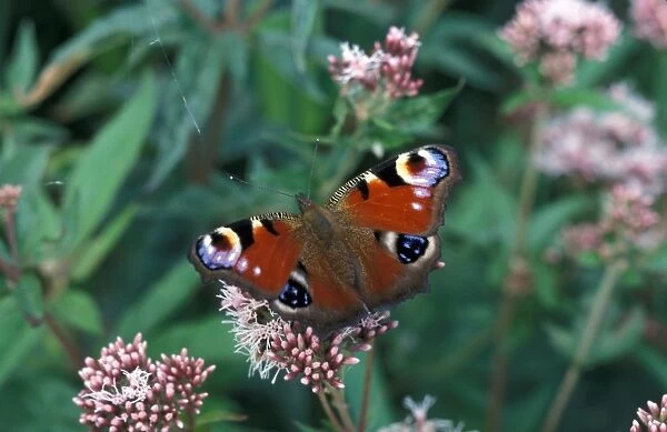 Peacock Butterfly (Inachis io) Redgrave, Suffolk Wildlife Trust