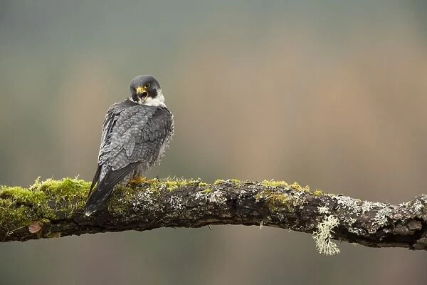 Peregrine Falcon (Falco peregrinus) adult male, calling, perched on moss and lichen covered branch, Scotland
