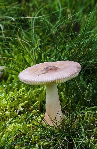 Slender Brittlegill (Russula gracillima) fruiting body, growing in damp mossy ground, Clumber Park, Nottinghamshire