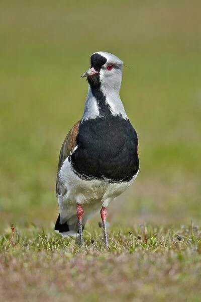 Southern Lapwing (Vanellus chilensis) adult, standing, Torres del Paine N. P. Southern Patagonia, Chile, November