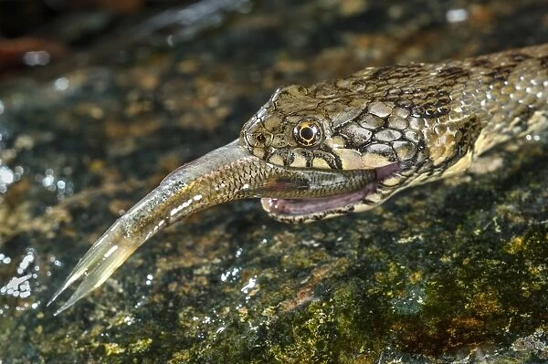 Viperine Snake (Natrix maura) adult, close-up of head, feeding on fish prey, Italy, August