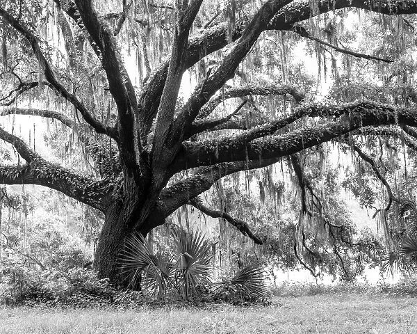 Beautiful Southern Live Oak tree, Quercus virginiana, Central Florida