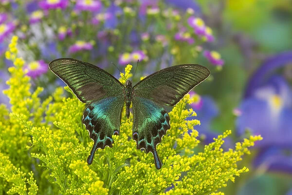 The Common Peacock Swallowtail Butterfly, Papilio bianor