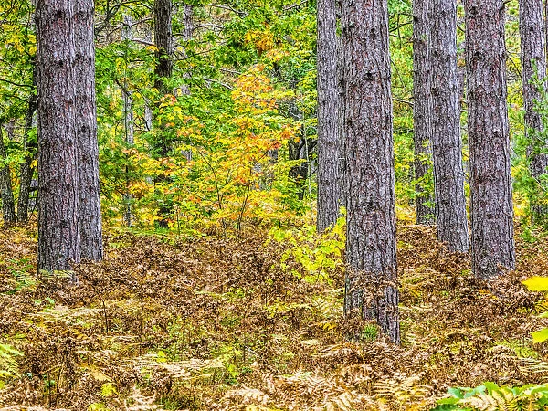 Fall color in the hardwood forest of the Upper Peninsula