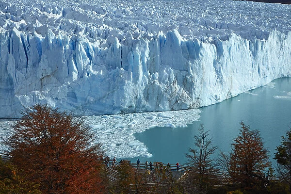Perito Moreno Glacier, lenga trees in autumn and tourists on walkway, Parque Nacional Los Glaciares