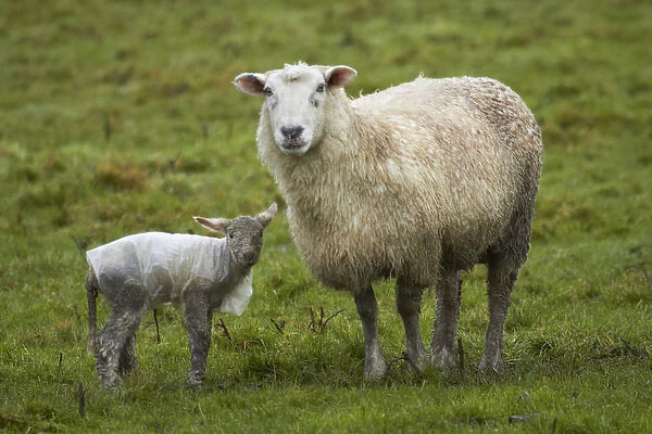 Sheep and lamb with plastic coat, Taieri Plains, near Dunedin, Otago, South Island