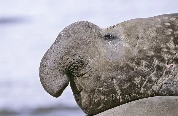 Southern Elephant Seal (mirounga leonina) portrait of bull during harem and mating season