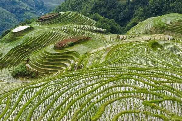 Terraces with newly planted rice seedlings in the mountain, Longsheng, Guangxi Province