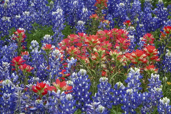 Texas Hill Country wildflowers, along the 16-mile Willow City Loop between Fredericksburg and Llano