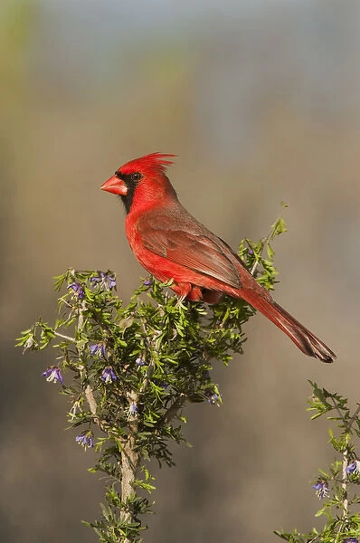 USA, Texas, Santa Clara Ranch. Male northern cardinal atop tree limb