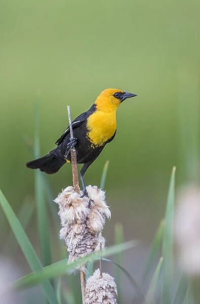 USA, Wyoming, Sublette County, a male Yellow-headed Blackbird perches on dried cattail