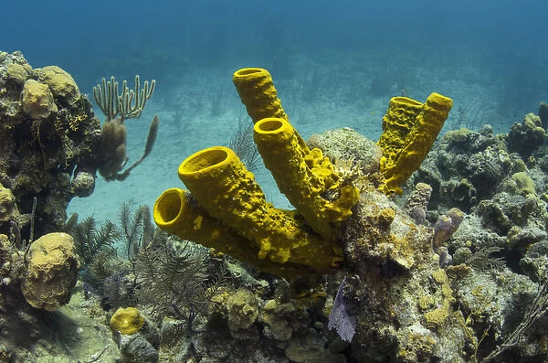 Yellow Tube Sponge (Aplysina fistularis), Lighthouse Reef Atoll, Belize Barrier Reef