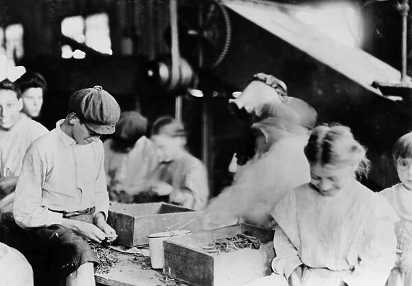 CHILD LABOR, 1909. Child laborers cutting string beans at a packing factory in Baltimore