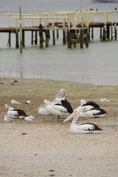 Australia, coffin bay, pelicans and seagulls on beach