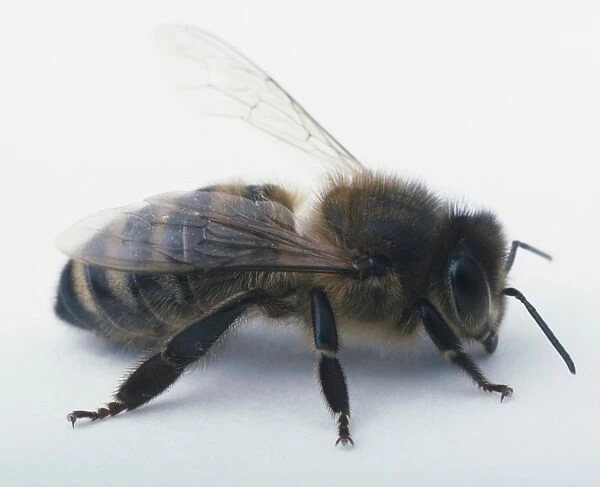 Bee (Apoidea), close-up, side view
