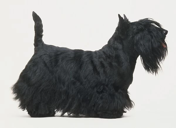 Black Scottish Terrier (Canis familiaris) standing, tail pointing up, side view