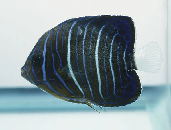 Blue Ring Angelfish, pomacanthus annularis