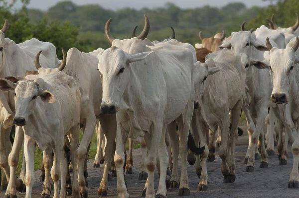 Brazil, Mato Grosso, Brahman cattle, herd
