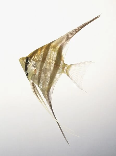 Freshwater Angelfish