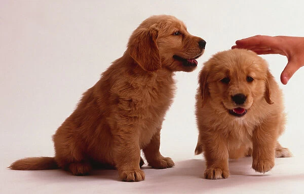 Two golden retriever puppies, one being patted on the head