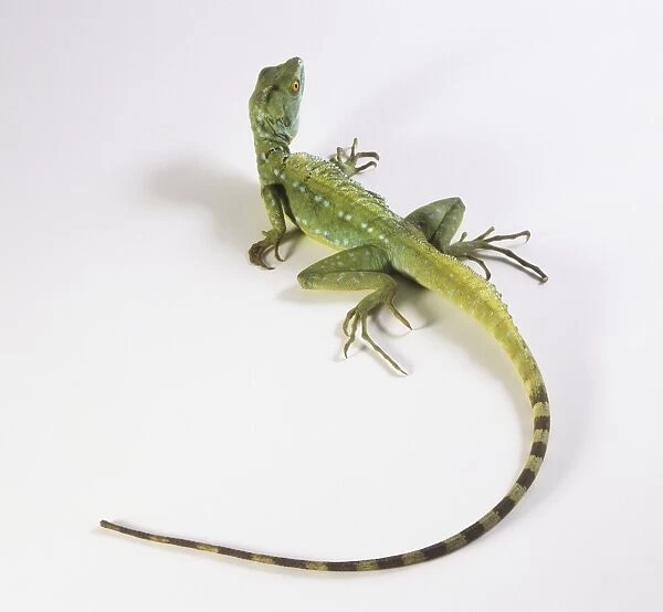 A green gecko, view from above