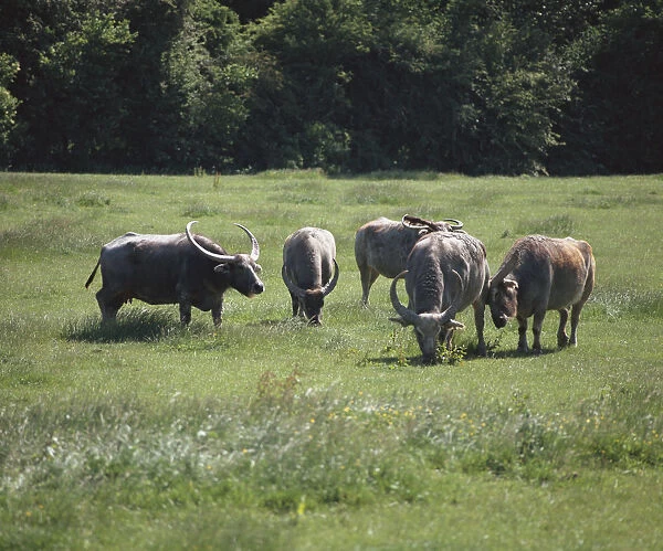 Herd of Asian Water Buffalo, Bubalus bubali, grazing, front view