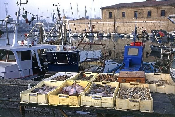 Italy, Marche, Ancona, crates of fresh seafood at harbour, close-up