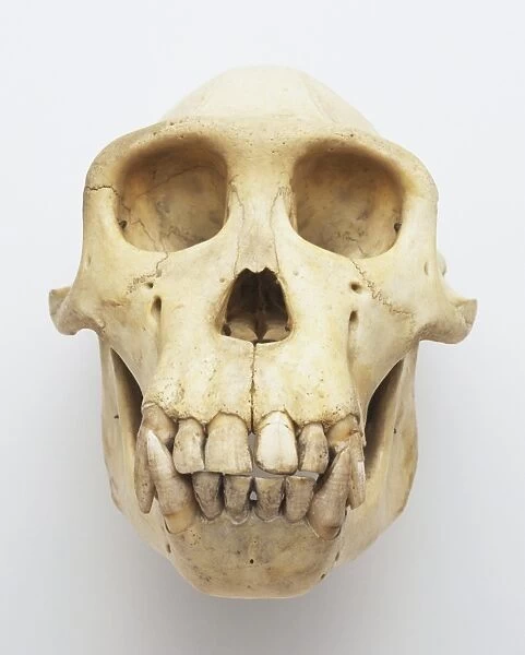 Skull of a chimpanzee, front view
