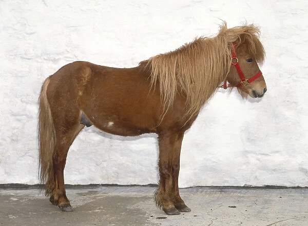 Skyrian Horse also known as Skyrian Pony, or Skyros Pony, palomino with long mane