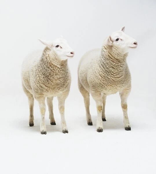 Two young Sheep (Ovis aries)